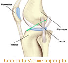 LIGAMENTOS E TENDÕES